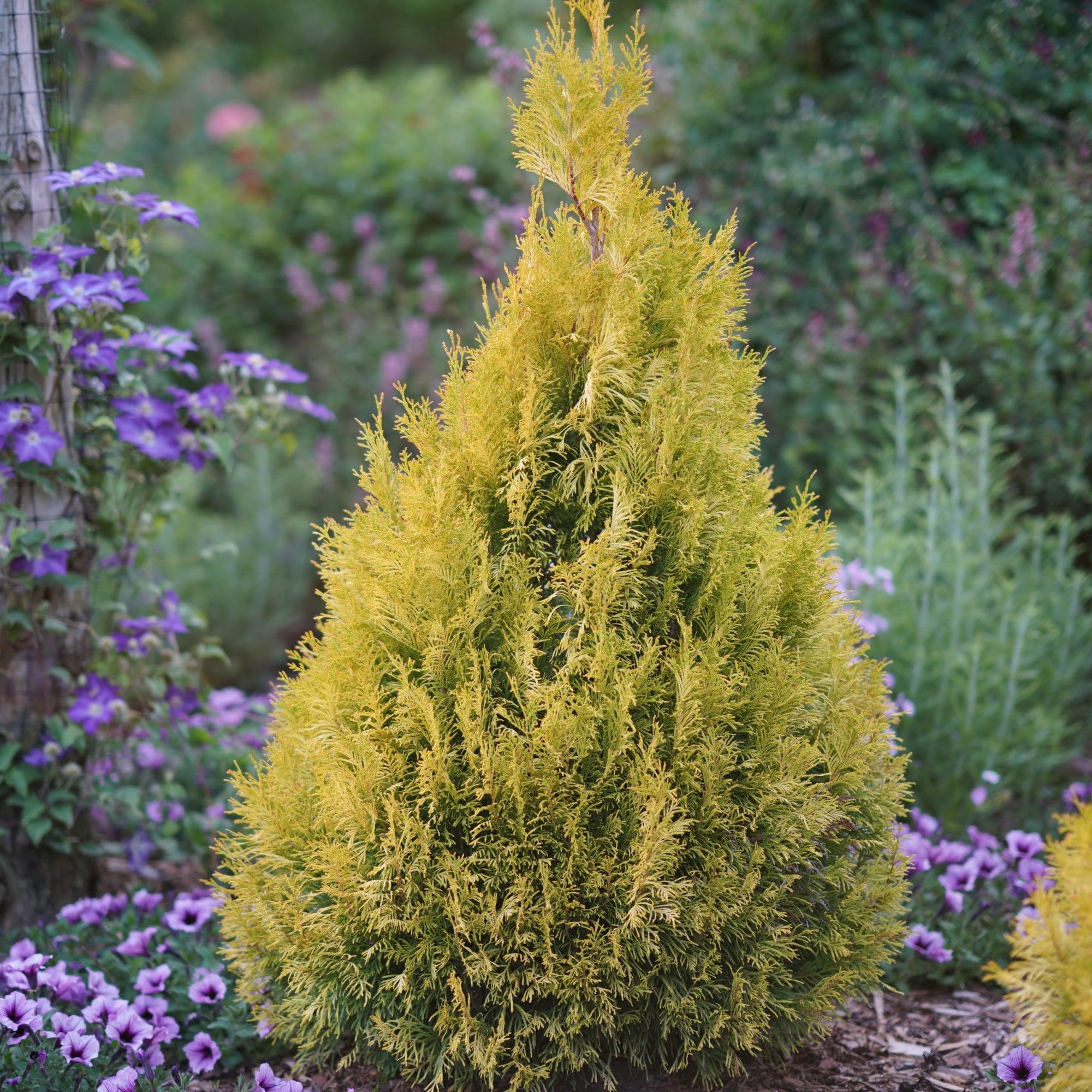 Proven Winners ColorChoice 6" Fluffy Western Arborvitae Live Plant in 7.5" Pot