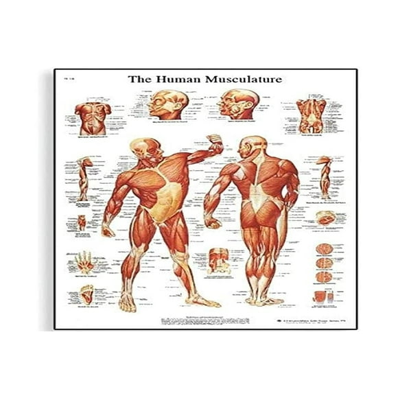 3B Scientific VR1118UU Papier Glacé Graphique Anatomique du Muscle Humain, Taille de l'Affiche 20 Pouces de Largeurx26 Pouces de Hauteur