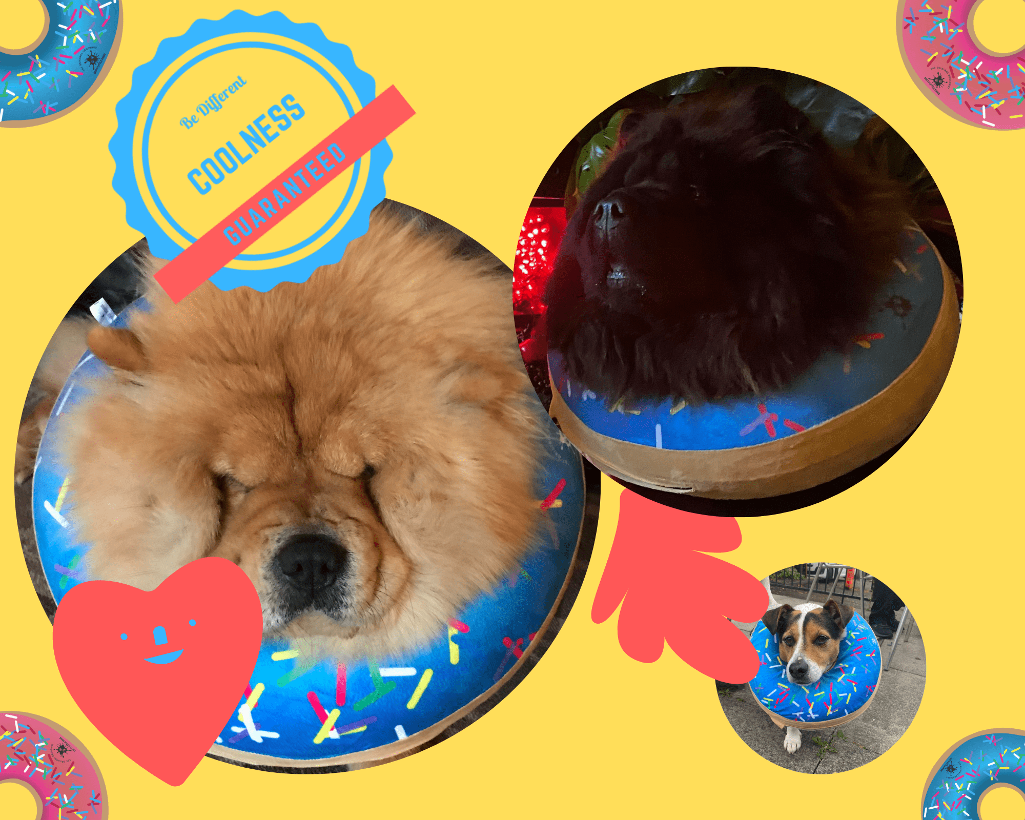 Dog Donut Collar | Great Alternative to a Traditional Dog Cone or a Soft Dog Cone Collar | Our Inflatable Dog Cone is an Excellent Cone for Dogs after Surgery | Dog Cones for Medium Dogs (Blue)