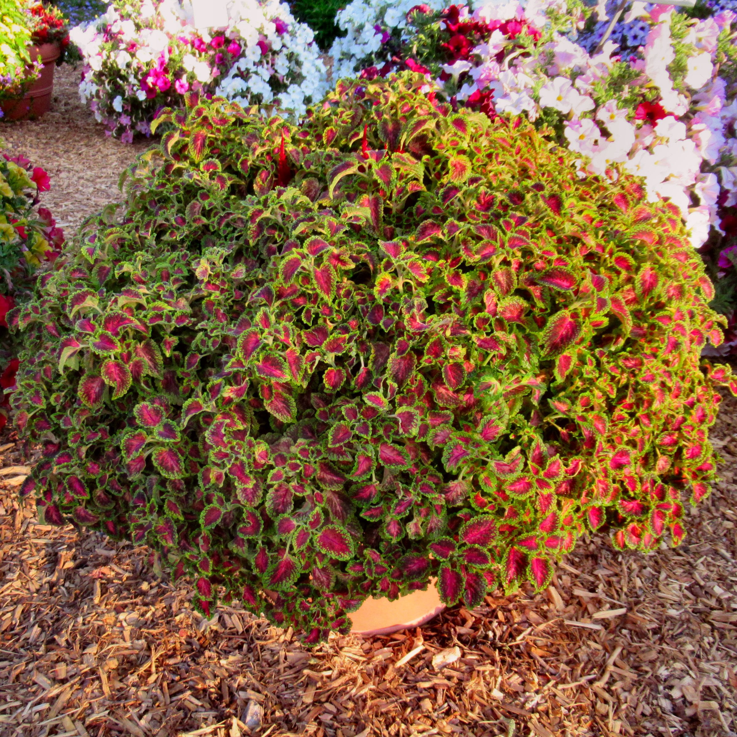 3.25 in. Coleus PartyTime Pink Berry Live Annual Plant (3-Pack)