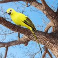 thumbnail image 3 of Simulation Parrot Statue Party Favors for Patio Yard Animal Model Lawn Creative Animal Model Home Wall Tree Yellow, 3 of 9