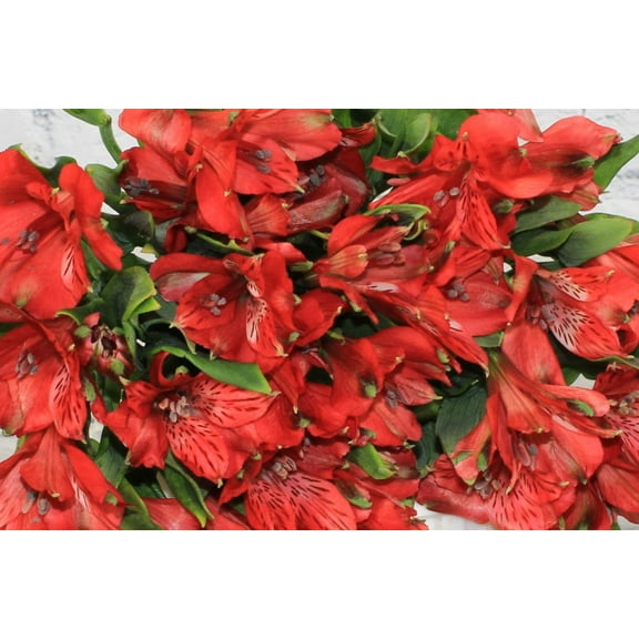 Real Touch Flowers - Fresh & Natural Alstroemeria Red - 1 Bunch (10 Stems)