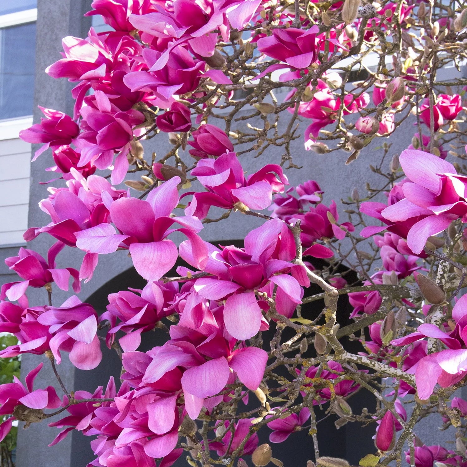 Expert Gardener 1-2' Magnolia Japanese Vulcan Live Tree in 1 gal. Grower Pot
