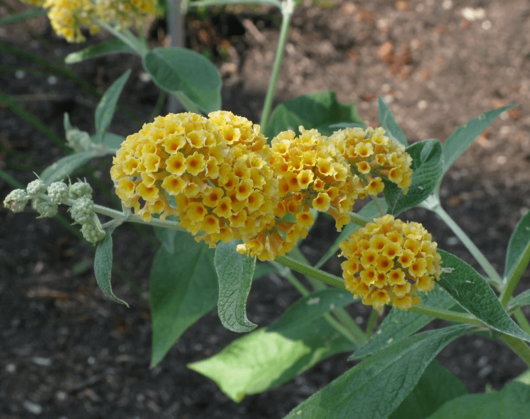 Buddleia Honeycomb Plant Live for Planting, 4 to 6 Inch Tall, Live Buddleia Flower Plant, Butterfly Bush Live Plant Indoor Outdoor, No Pot
