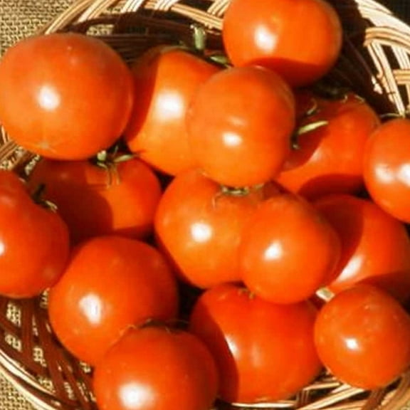 Tomato Garden Seeds - Rutgers VF - 1 Lb Bulk - Non-GMO, Heirloom, Vegetable Gardening Seed