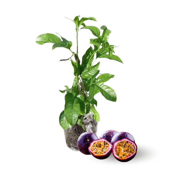 Purple Passion Fruit Live Plant, 6-8 Inch Tall, Edible Passionfruit Vine for Garden