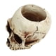 thumbnail image 4 of Skull Head Flower Pot Resin High Strength Clear Shape Skull Planter for Home Office Desk Decoration, 4 of 4
