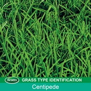 Scotts Turf Builder Grass Seed Centipede Grass Seed & Mulch, 5 lbs.