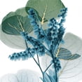 thumbnail image 3 of Koetsier, Albert 15x15 Black Modern Framed Museum Art Print Titled - Golden Lilly Of Eucalyptus 2, 3 of 5