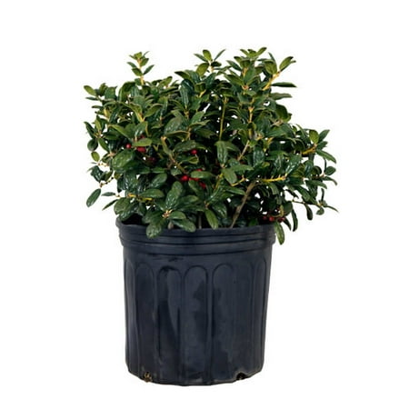 Dwarf Burfordi Holly, Ilex (bush,hedge)(7-Gallon and larger plants delivered within Florida (Best Hedge Plants For Florida)