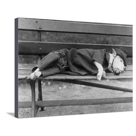 Sleeping Dog in Outfit Stretched Canvas Print Wall