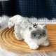 thumbnail image 3 of Pellizco De Gatito Juguete antiestrés de gato Squish, muñeco suave para amantes de las mascotas, decoración para el hogar y la oficina, regalo relajante (1 unidad) JASKFLY, 3 of 7