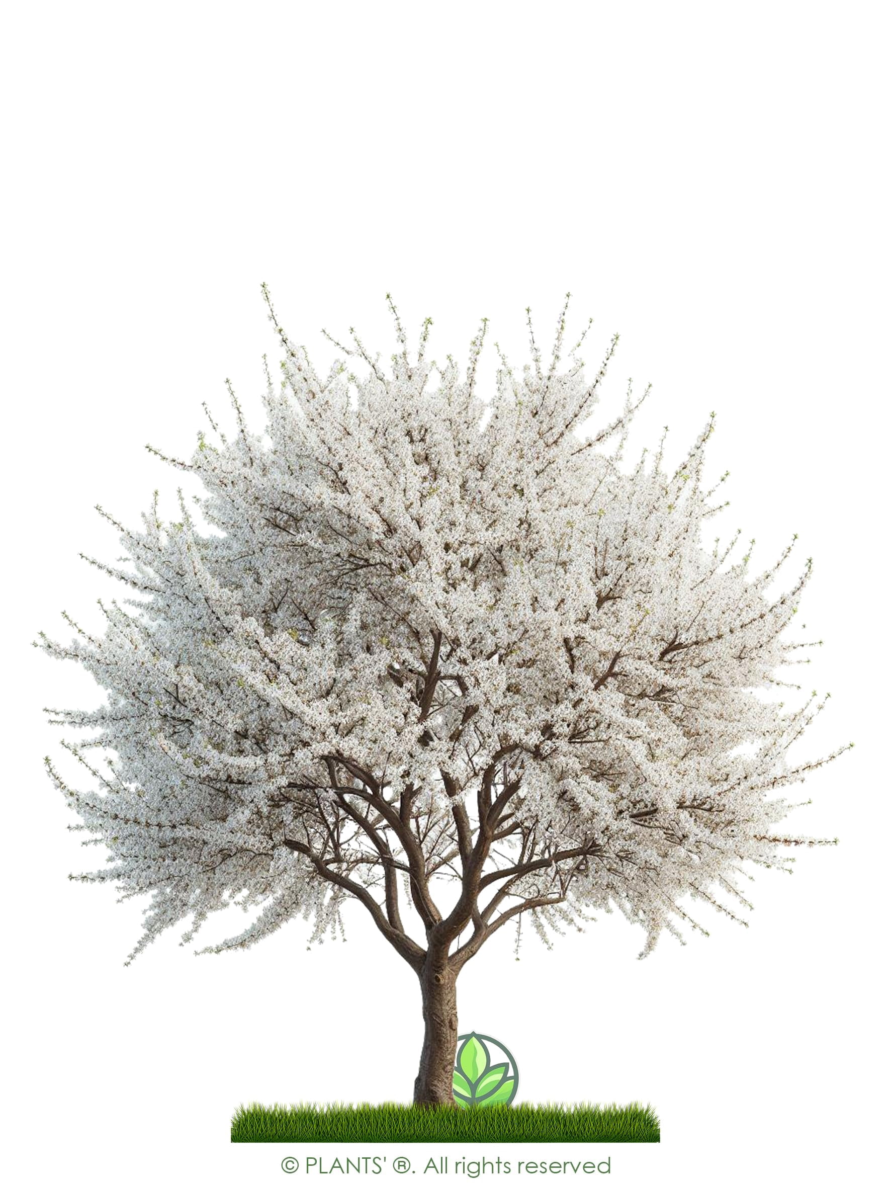 Arabian Cherry Tree | Premium Seeds | Prunus mahaleb 'Spring' | Plants'® (Premium Seeds, 100)