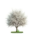 thumbnail image 3 of Arabian Cherry Tree | Premium Seeds | Prunus mahaleb 'Spring' | Plants'® (Premium Seeds, 100), 3 of 9