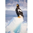 thumbnail image 2 of Goff, Ellen 11x14 Gold Ornate Wood Framed with Double Matting Museum Art Print Titled - Japan-Hokkaido-Rausu-Stellers sea eagle Portrait of a Stellers sea eagle on a snow perch, 2 of 4