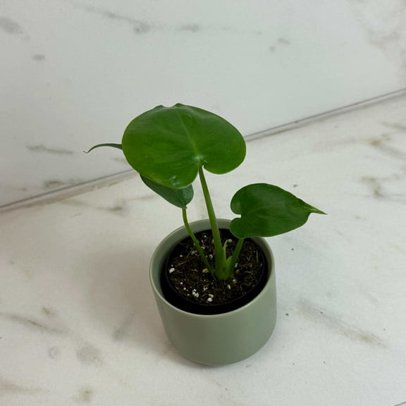 Monstera Deliciosa Split Leaf, 2" Plant, The Plant Farm