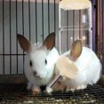 thumbnail image 3 of 2pcs Pet Cage Water Feeder Hamster Rabbit Water Dispenser Automatic Rabbit Water Feeder, 3 of 9