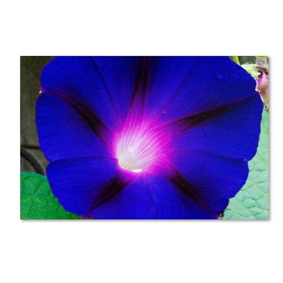 Trademark Fine Art "Deep Blue Morning Glory" Canvas Art by Kurt Shaffer