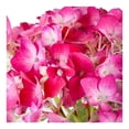 thumbnail image 2 of Planta decorativa en maceta de 7 pulgadas con cover de yute, 2 of 4