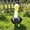 J, variant on Lzobxe Porch Goose Clothes Sunflower Goose Costume, Spring Geese Clothes with Sunglasses and Straw Hat for Seasonal Yard Lawn Patio Garden Outdoor