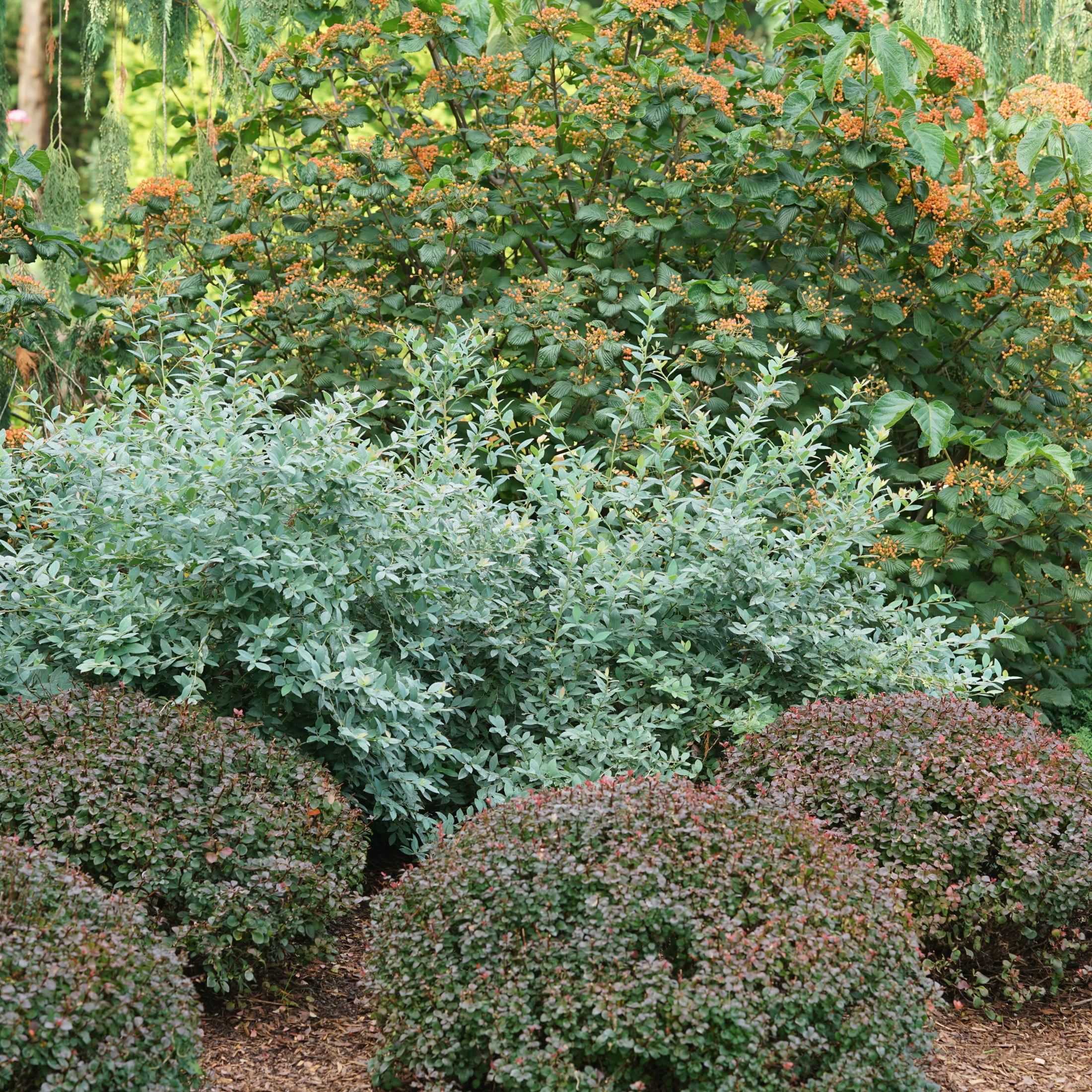 Proven Winners ColorChoice 5" Splendid! Blue Highbush Blueberry Live Plant in 4.5" Pot (4 Count)