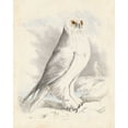 thumbnail image 2 of Meyer, H.L. 12x14 Gold Ornate Wood Framed with Double Matting Museum Art Print Titled - Meyer Snowy Owl, 2 of 4