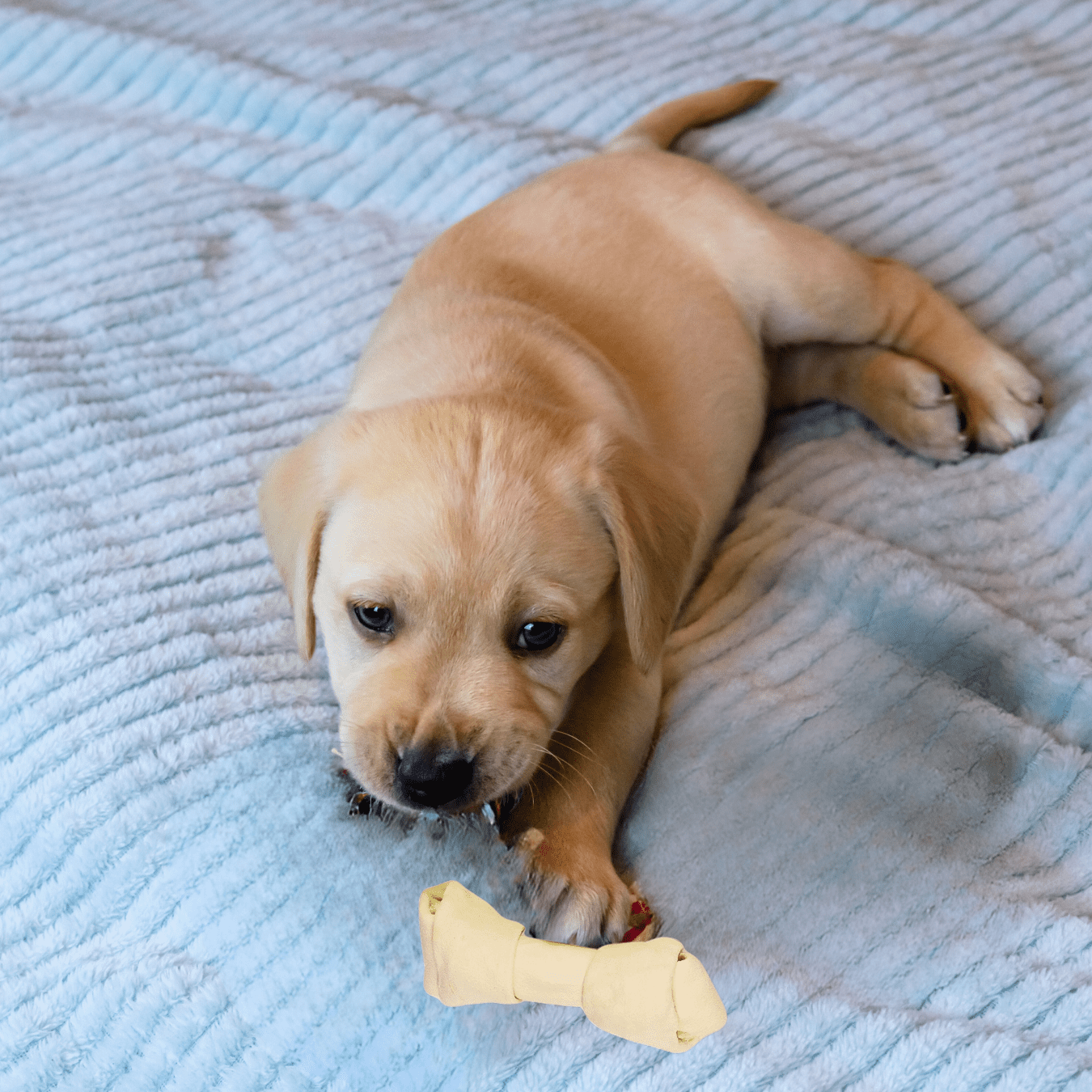 10 Count Natural Rawhide Knotted Bones for Dogs, 4.5-5 Inch, Long-Lasting Chew, Dental Care
