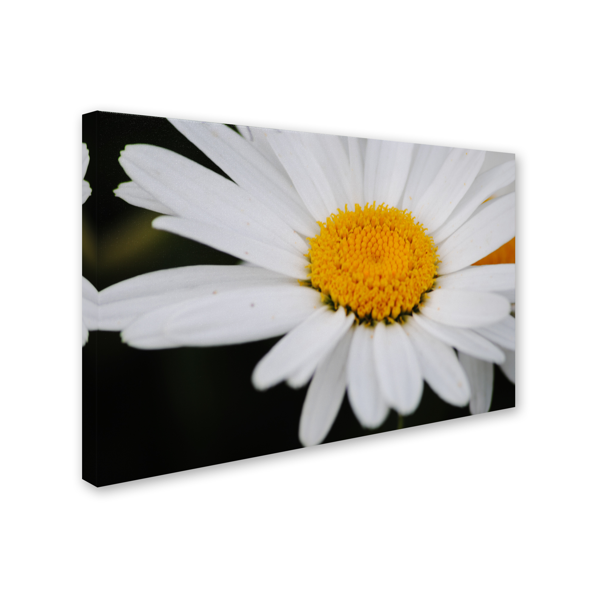 Trademark Fine Art "Sweet Splendor" Canvas Art by Monica Mize