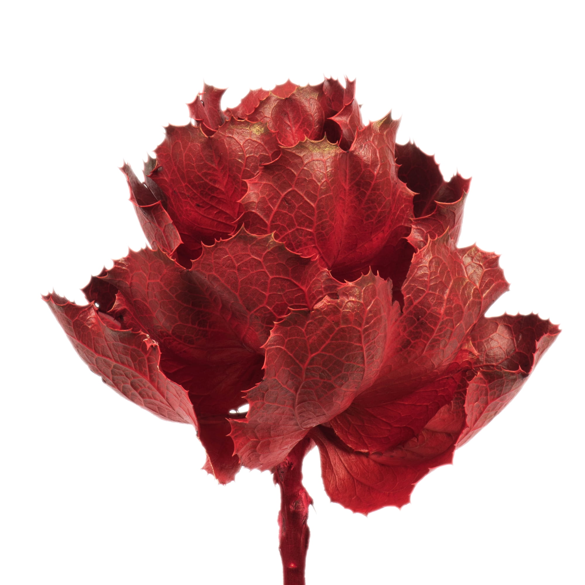 Vickerman 8" Dried Red Queen Flower