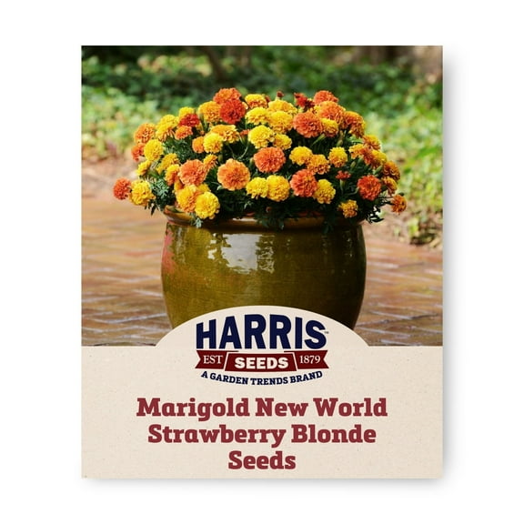 Harris Seeds - Marigold Seeds - New World Strawberry Blonde Variety - 500 Seeds
