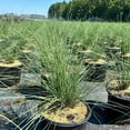 thumbnail image 2 of White Cloud Muhly Grass - Muhlenbergia capillaris 'White Cloud', 2 of 7