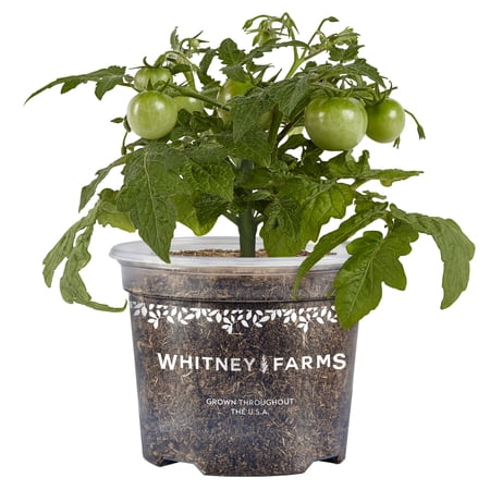 Whitney Farms Sweet Sturdy Grace Cherry Tomato, Live Plant, 25 oz.