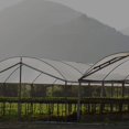 thumbnail image 1 of Lona Alquitranada Película de aislamiento impermeable transparente suculenta del toldo del jardín PE anticongelante, 1 of 8