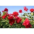 thumbnail image 4 of 5 * SEEDS * RED ROSE Rosa Bush Shrub Perennial Flower Seeds, 4 of 8