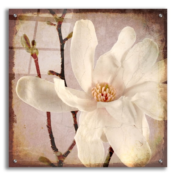 Epic Art 'Paper Magnolia Closeup' by Lightbox Journal, Acrylic Glass Wall Art, 24"x24"