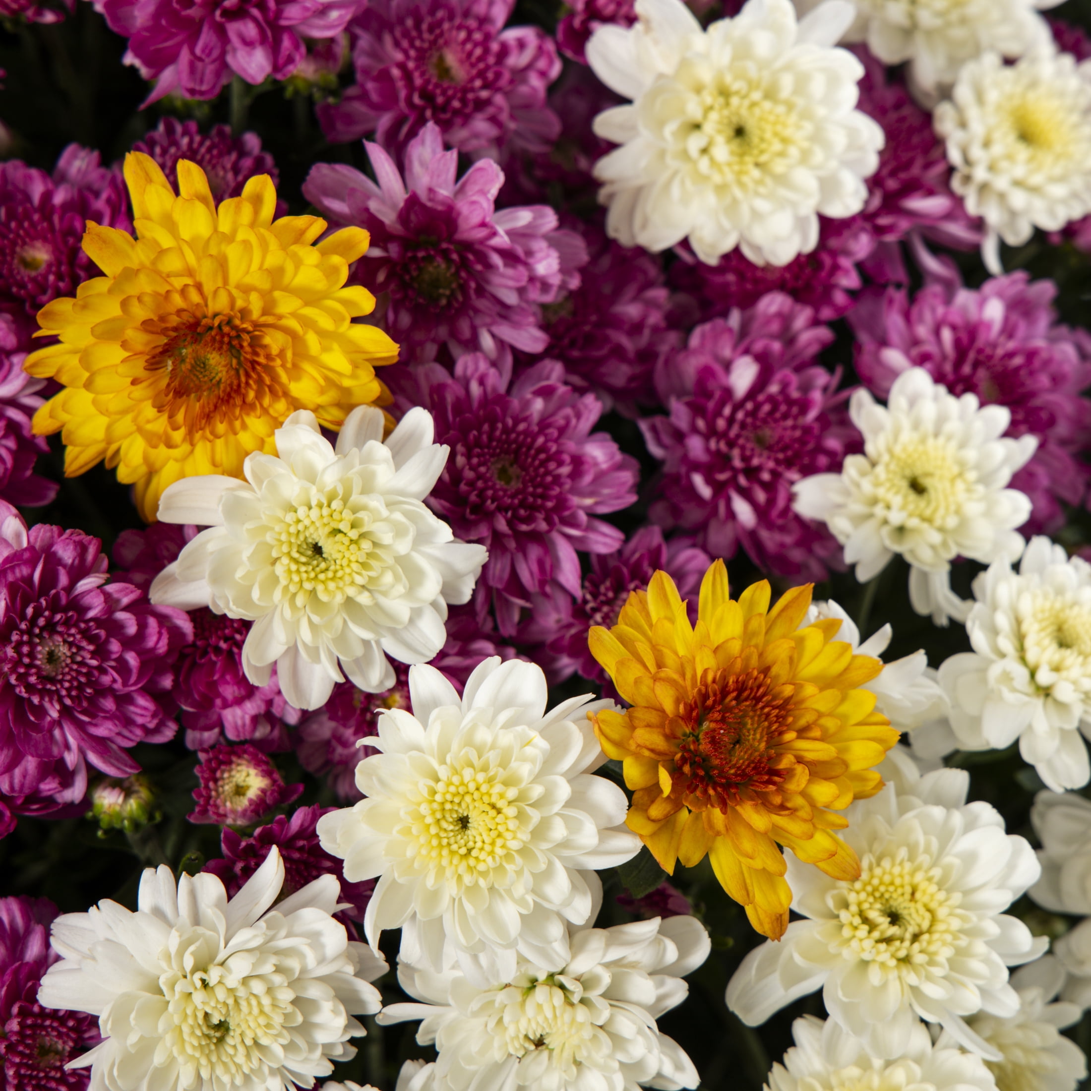 Better Homes & Gardens 14" Orange Purple White Garden Mum Mixed Live Plant in Decorative Planter