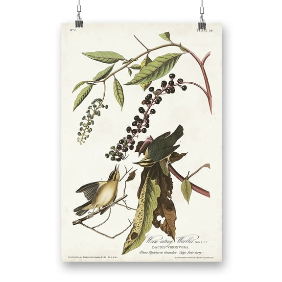Worm-eating Warbler Poster - John James Audubon Designs,