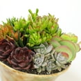 thumbnail image 2 of Element 12IN Deco Pot Hanging Basket Succulent Garden, Live Plants, 2 of 5