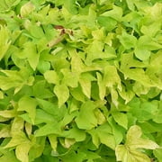 Expert Gardener, Outdoor, Live Plants, Multicolor, Ipomea Combo, 1.5G, Each