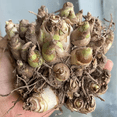 thumbnail image 4 of Tuberose, Sun Plant for Gardens-Aromatic Intoxicating-Low Maintenance-Ideal for Beds Borders, Plant Pots & Planters, 4 of 4