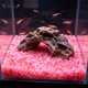 thumbnail image 5 of Pequeñas piedras romboidales que brillan en la oscuridad para sustrato de jardín y acuario: piedras fluorescentes luminosas para decoración nocturna, paisajismo acuático y detalles de caminos., 5 of 6