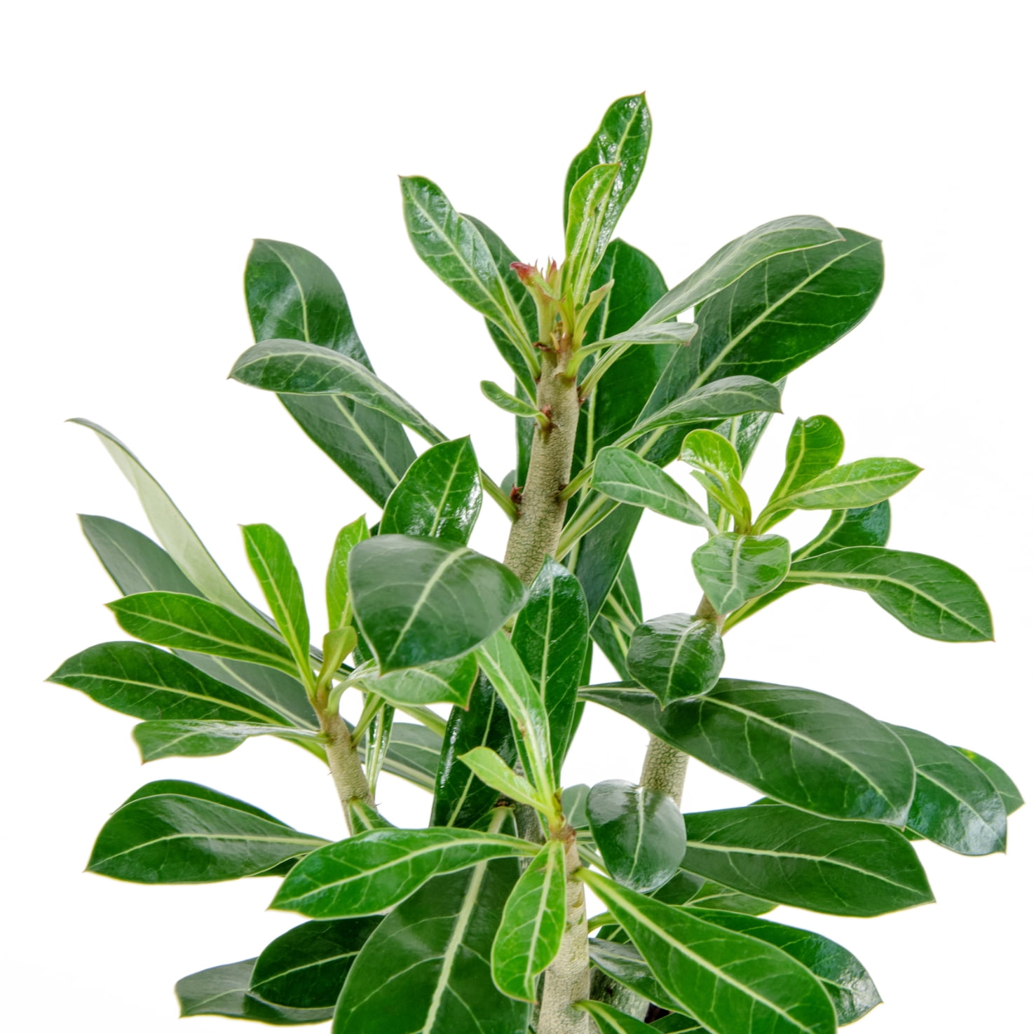 4 in Desert Rose Live Houseplant with Bright Indirect Sunlight - 3 Piece