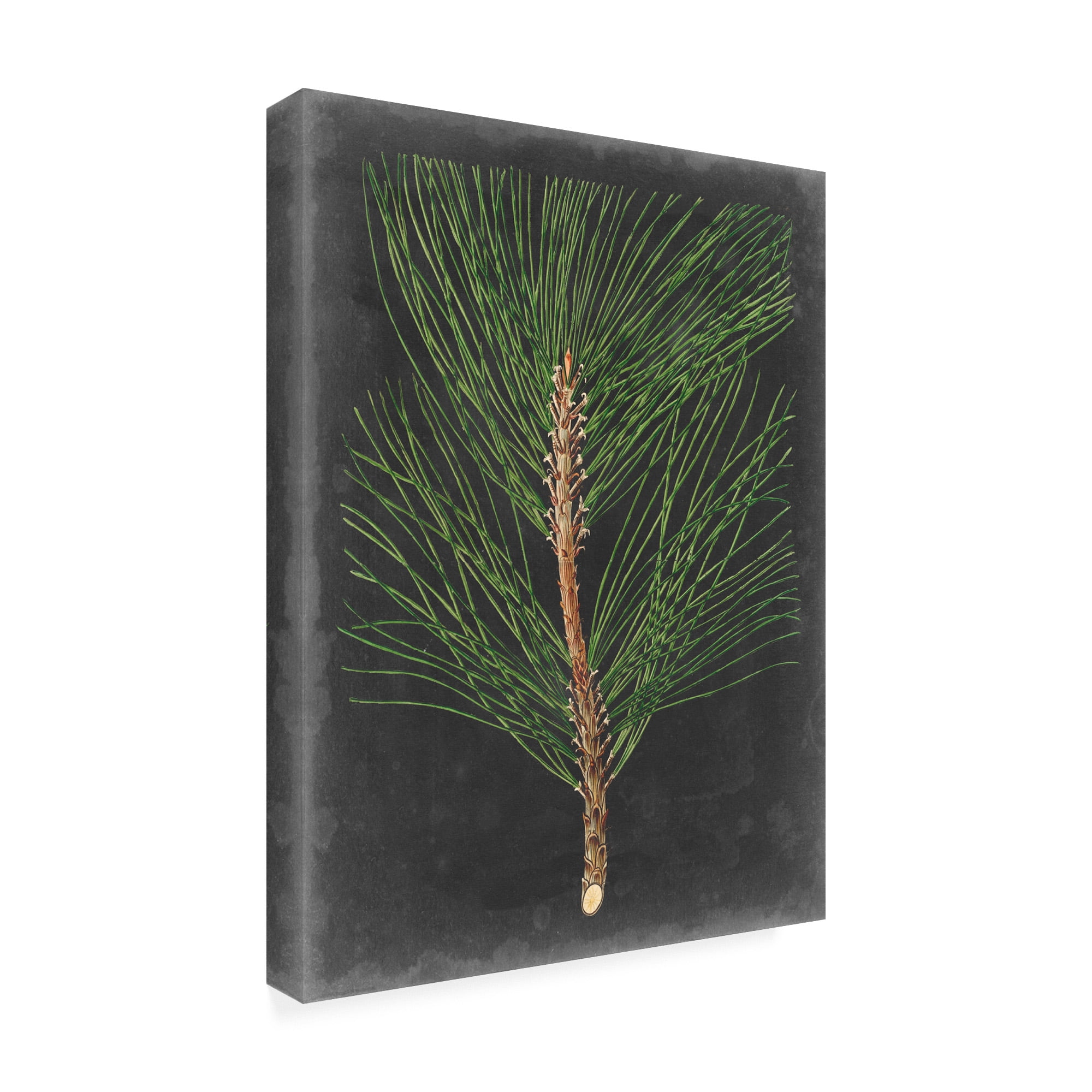 Trademark Fine Art 'Dramatic Pine I' Canvas Art by Vision Studio
