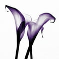 thumbnail image 2 of Sasha 26x26 White Modern Wood Framed Museum Art Print Titled - Purple Calla Two, 2 of 4