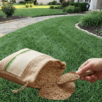 Seed Ranch, Zenith Zoysia Grass Seed, 2 Lbs, Dark Green - Walmart.com