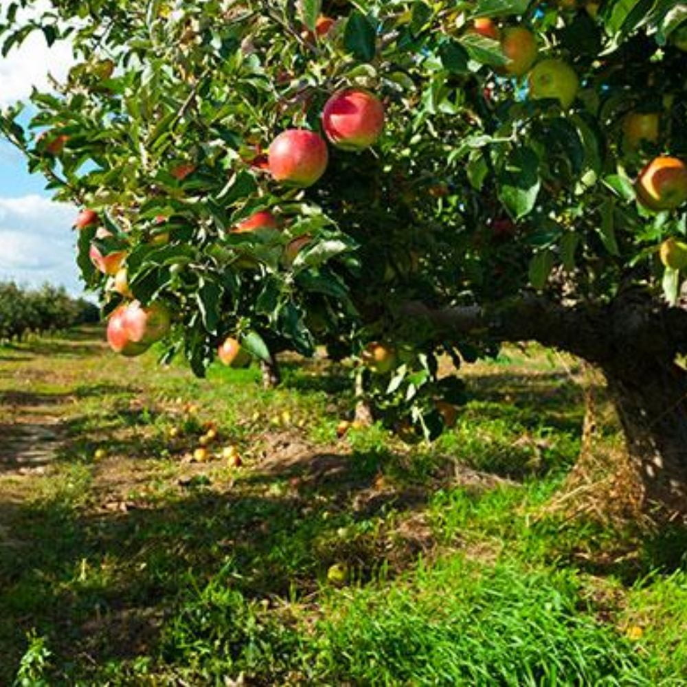 Expert Gardener 3-4 ft tall Honey Gold Apple Live Tree in 7-Gallon Grower Pot
