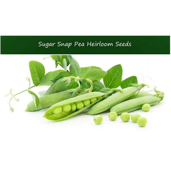 Vegetable Seeds-Sugar Snap Pea- Heirloom -100 seeds -Sweet Tasty High Yields- Serendipity Seeds