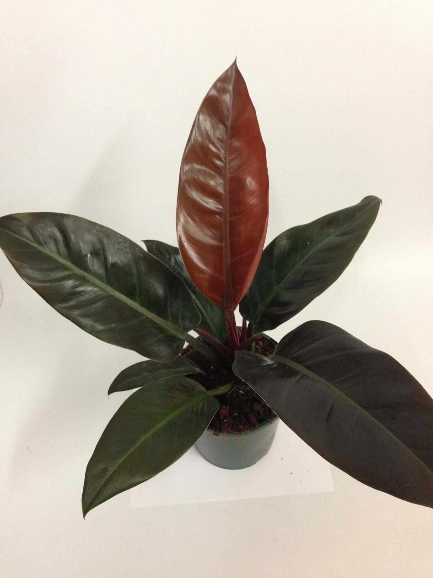 RedCrocus 'Imperial Red' Philodendron - Vibrant Tropical Indoor Plant with Glossy Red & Green Foliage, Easy Care, Creates Lush Decor  10" Pot