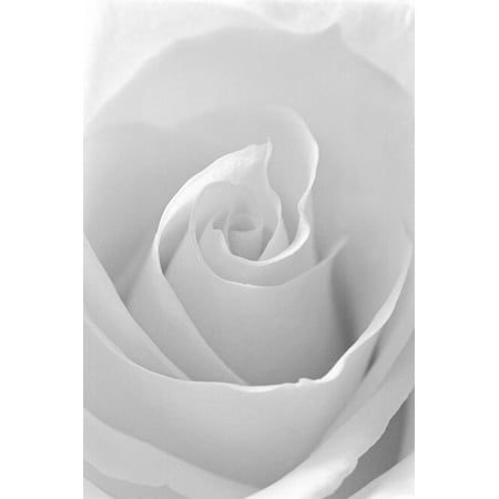 Black and White Rose Abstract White Flower Photography Print Wall Art By Anna
