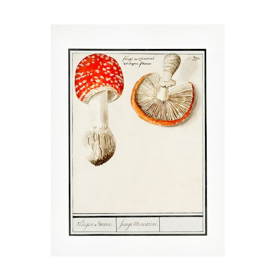 Trademark Fine Art Pictufy  Fly Agaric, Amanita Muscaria Canvas Wall Art